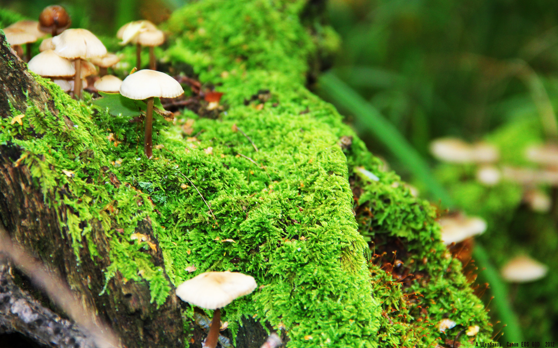 开云官网登录-“传奇传承：迈克尔·乔丹的篮球思想影响一代人”，迈克尔乔丹篮球人物视频