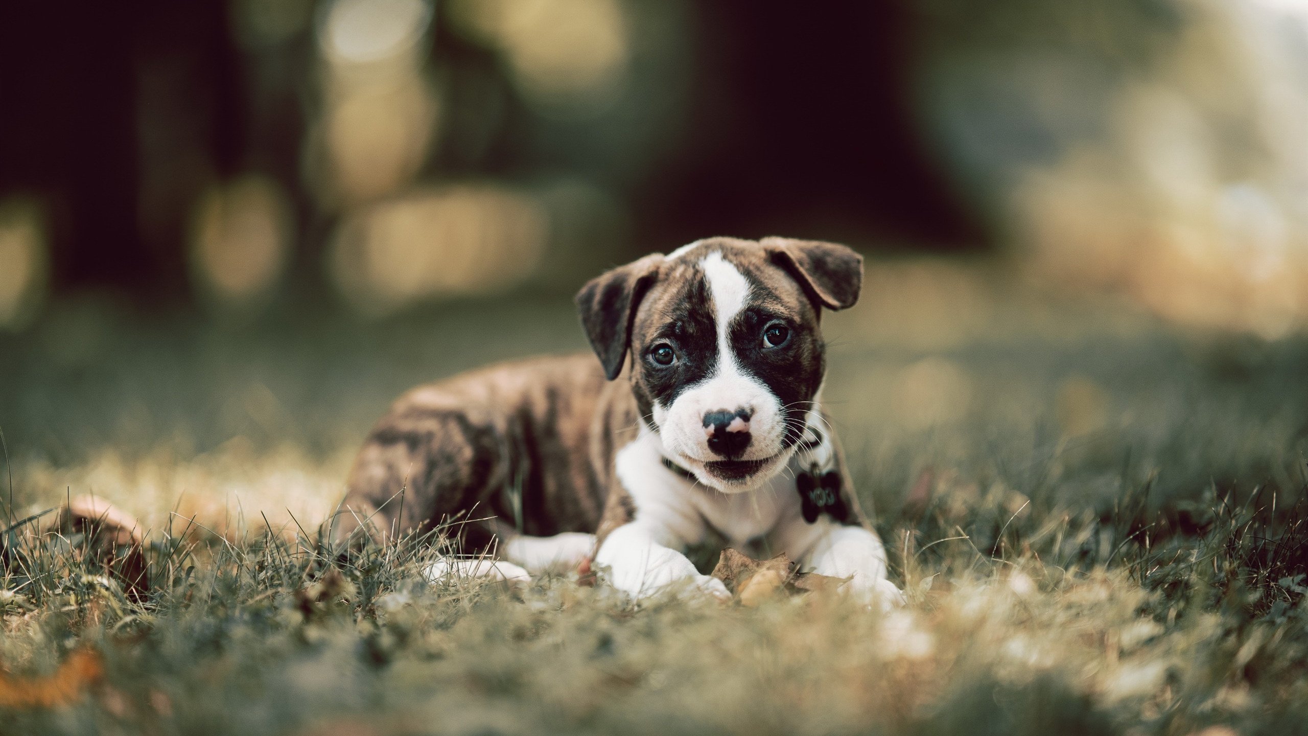 开云kaiyun-全国青少年足球训练营火热招生，开启梦想之门，青少年足球培训招生