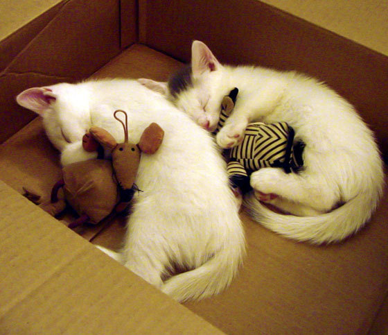 开云下载-赛车新星李浩东勇夺澳门格兰披治冠军，歌手 李浩