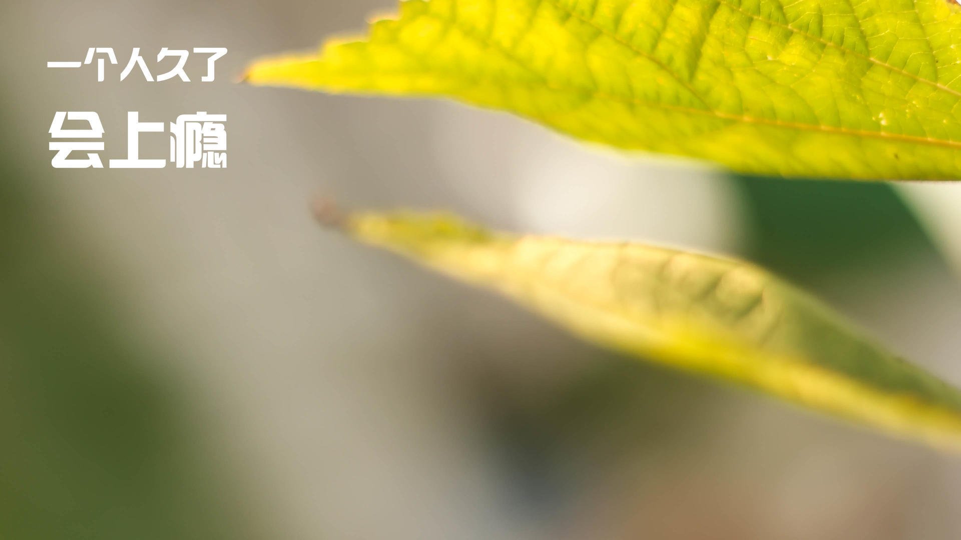 开云入口-伊朗篮球联赛观众人数增长，伊朗有篮球联赛吗