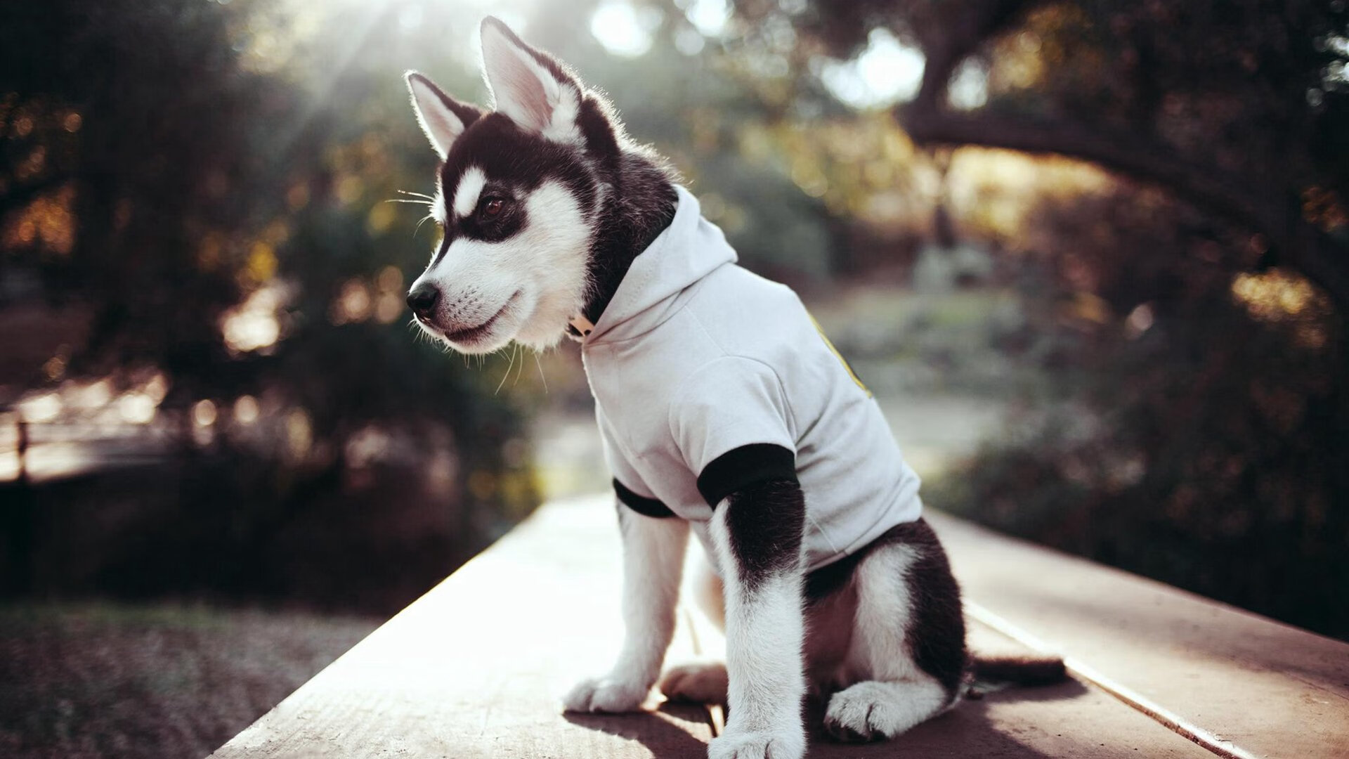 开云中国大陆-新秀球员崭露头角，成为球队未来希望，新秀球员崭露头角,成为球队未来希望的球员