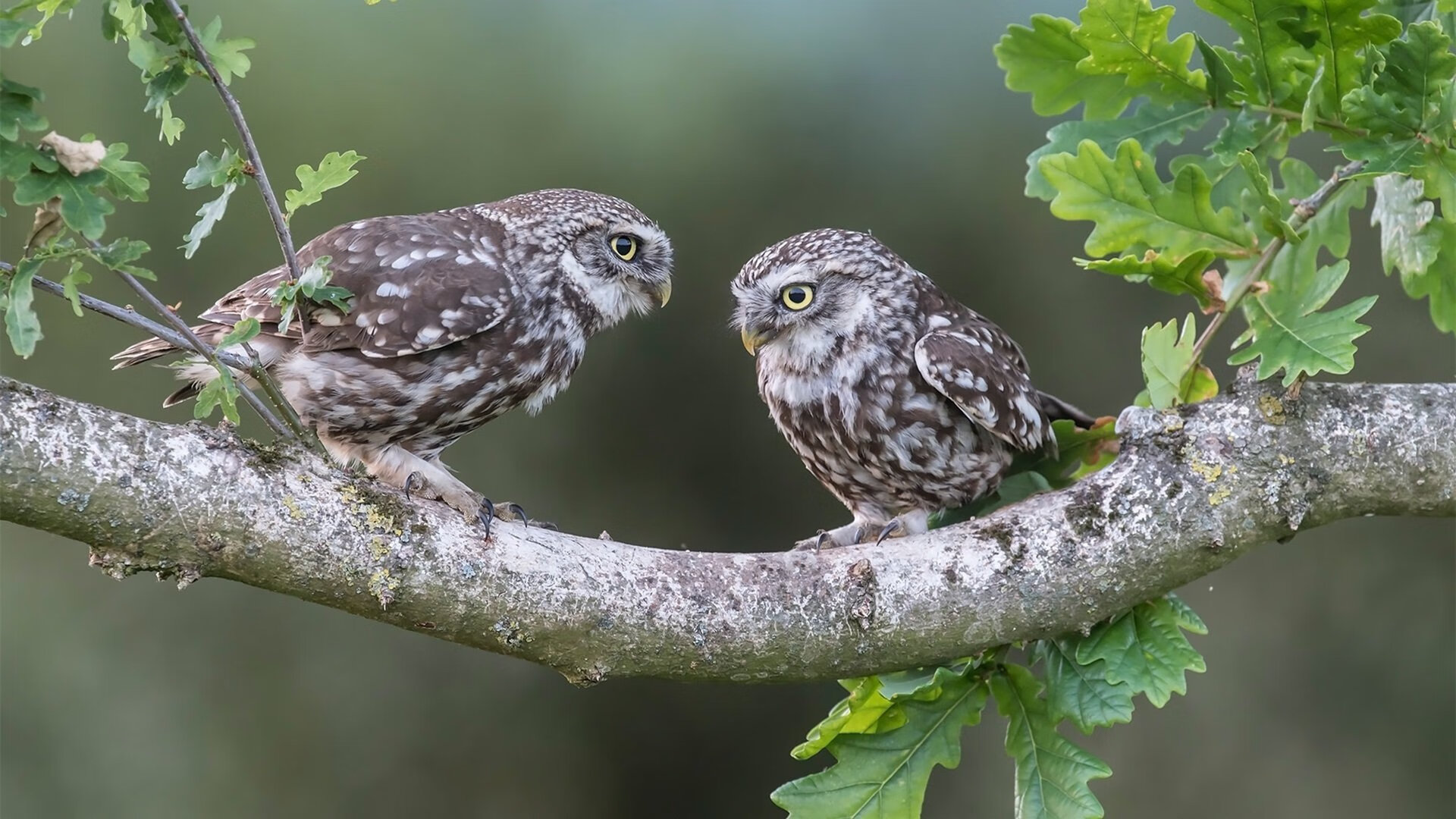 kaiyun开云入口平台-英超争冠激烈：悬念渐入佳境，精彩不断！，英超竞争激烈